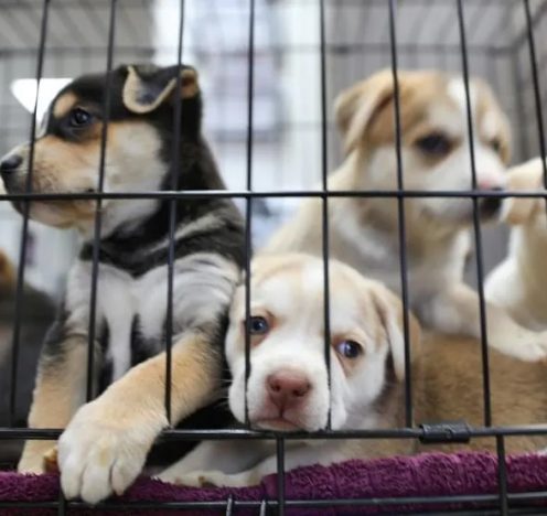 FORBES: Empty The Shelters Offers Discounted Pet Adoptions Across America